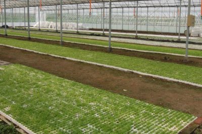 万寿菊怎么种植,苗龄达到40天才能移栽