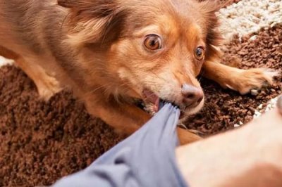 狗狗被惯坏的表现,表现为人来疯、无理取闹等