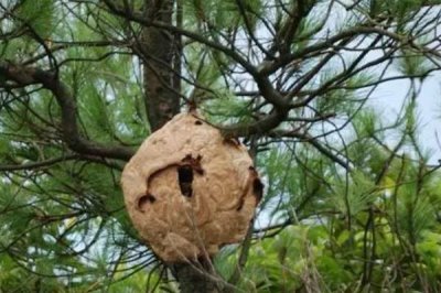 野生马蜂窝的价格，食用型蜂窝一斤通常超过80元