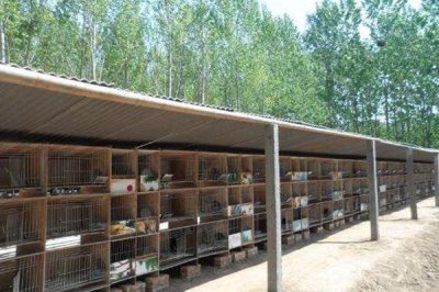 獭兔养殖的前期准备,选址很关键