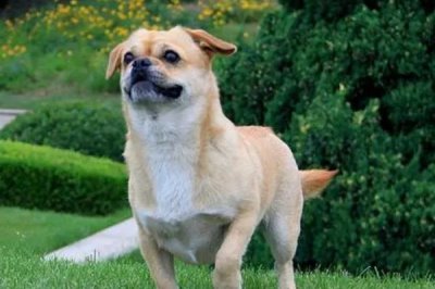 宠物狗有哪些常见的皮肤病，有真菌性皮肤病、螨虫类皮肤病等