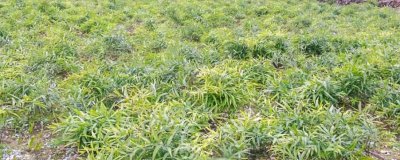 如何种植黄精,生长期间要及时除草