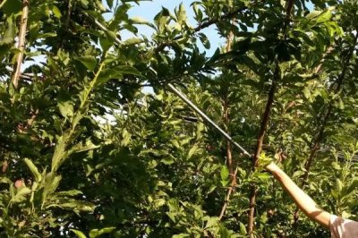 李子多久浇水一次,隔一个月左右浇一次水