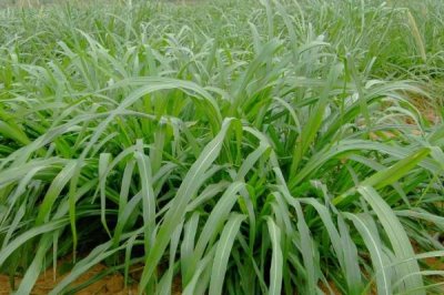 种草养羊有哪些问题较常见,产量和存储问题需费心