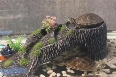 草龟怎么养,要确保水质干净清爽