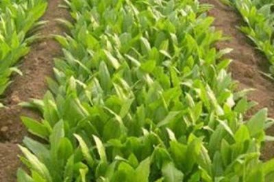 春种油麦菜注意事项,露地栽培可在五月中旬播种