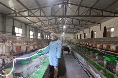 散养100只野兔的成本,总资金需要3万元左右