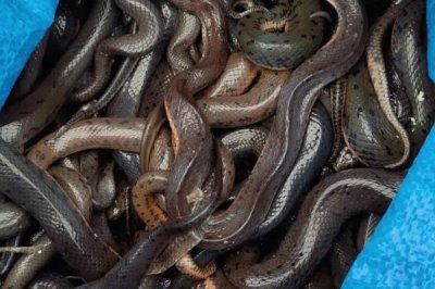 高效养殖泥蛇的方法,每平方米面积可放养10条幼蛇