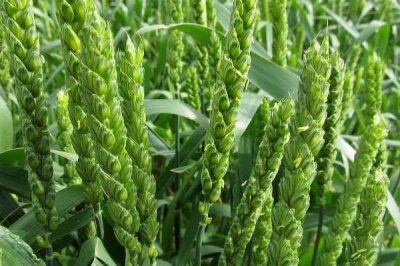 丰德存麦21小麦种子介绍，全生育期223.7天