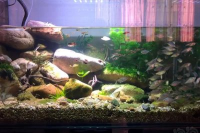 新鱼入缸的注意事项,消毒和过温很关键