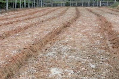 常见的草坪种子,高羊茅适合大范围推广及使用