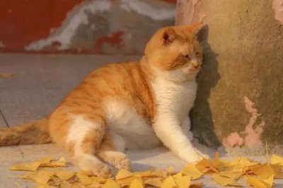 天气超过30度猫会中暑吗,猫可通过张嘴喘气散发热量