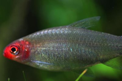 红鼻剪刀能长多大,身体长度一般在4-6厘米之间