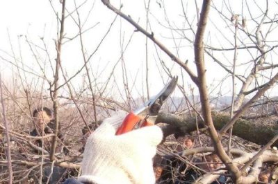 给苹果树修枝的作用,修枝可改善树体营养、提高果实品质