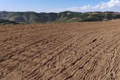 莴笋育苗技术，首先要选好育苗床