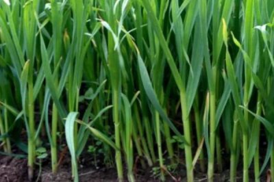 十一月份适合什么菜，可以种蒜苗、生菜、香葱等