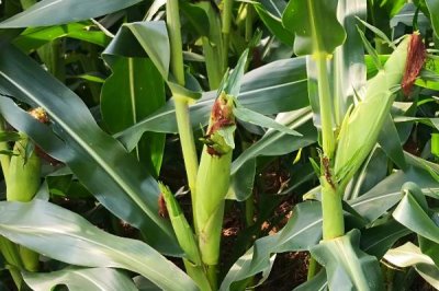 富尔2210玉米种子介绍,适宜播种期5月初