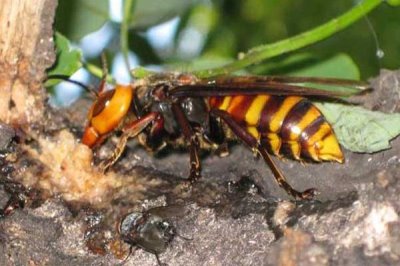 虎头蜂蛰了会死吗,被蛰者可能会有生命危险