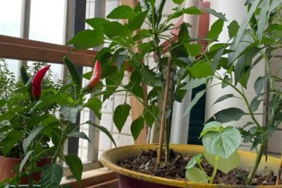 阳台种辣椒怎么掐尖,长到16cm的时候便可进行