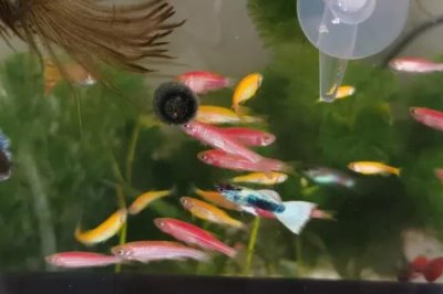 斑马鱼和孔雀鱼能混养吗，斑马鱼和孔雀鱼可以一起养