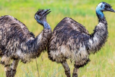 怎么治疗鸵鸟不吃食,一定要及时更换饲料