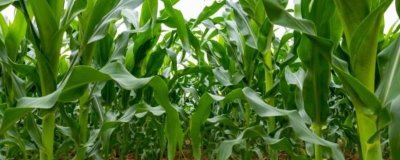 FSZW21玉米品种的特性，中抗大斑病