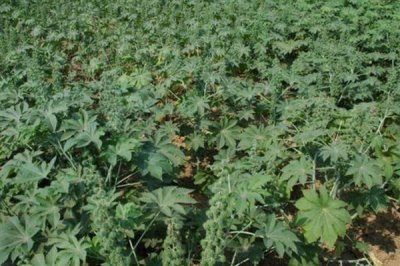 蓖麻的亩产量,平均产量为500-1000斤左右