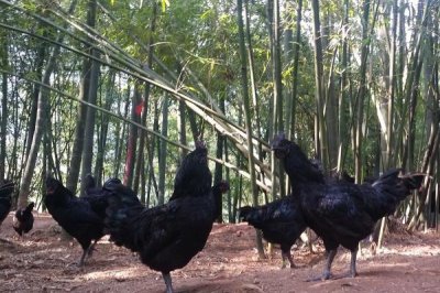 乌骨鸡简介,有白毛、黑毛等品种