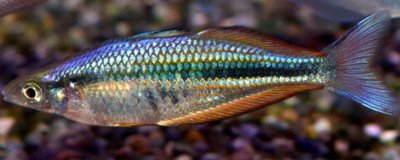 坎氏唇银汉鱼好不好养，饲养难度较大