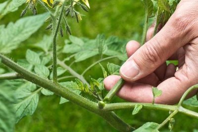 番茄怎么修剪,可保留主干摘除抽发的侧枝