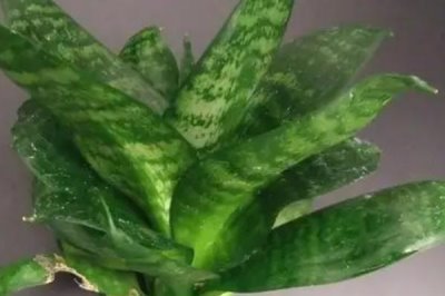 水培虎皮兰的养殖注意事项,关键的措施就是换水