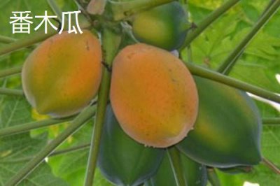 常见的木瓜品种，各有特点
