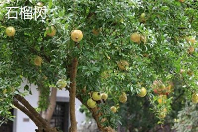 根系发达的树种有哪些,常见的有榕树、红树等