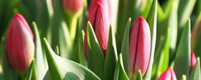 郁金香的花语是什么，寓意无尽的爱、清高恋情等