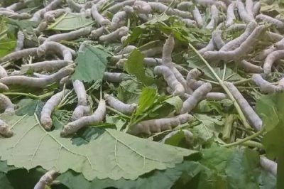 养蚕的注意事项,一定要选择新鲜的桑叶