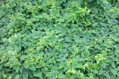 赤首乌的栽培方法,栽后须及时搭棚遮荫