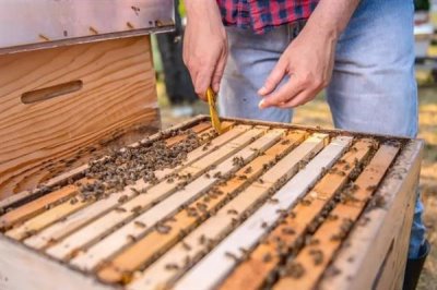 中华蜜蜂怎么养殖,温度较高时要在蜂箱四周洒水降温