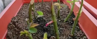 月季花的扦插方法,适宜在早春或者晚秋时节进行