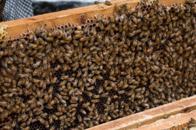 蜜蜂怎样安全过冬,一定要保证充足的食物