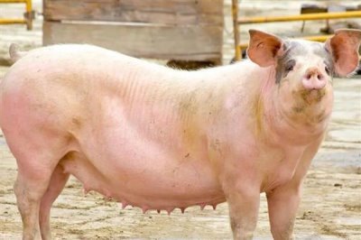 怀孕母猪发烧要用哪种药，可用柴胡和头孢噻呋钠