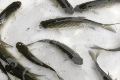 2-3厘米的草鱼苗吃什么,浮游类生物和小型水生动物是不错的选择