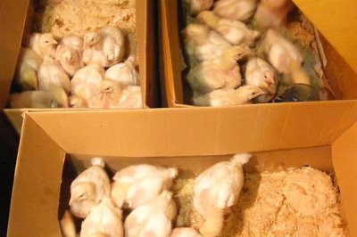 用醋喂鸡的间隔,每隔10天左右喂一次