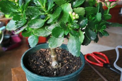 长寿花叶子发黄发软如何解决，温度过低时要转移到温暖处养护