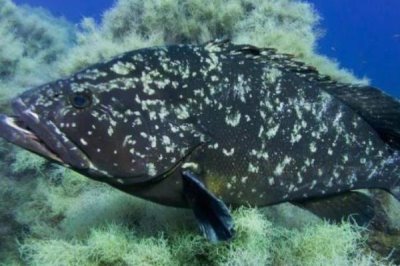 石斑鱼的产地在哪里,主要产地有浙江、广东、广西等