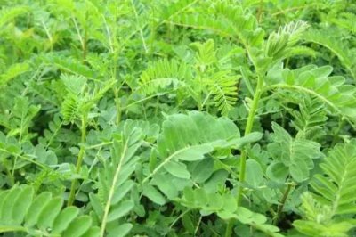黄芪什么时候开花，每年6-8月开花