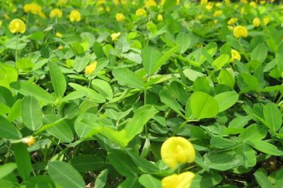 花生追肥时间,苗期和开花结荚期均可施肥