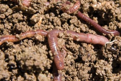 怎么钓鲶鱼,建议提前2-3天打窝