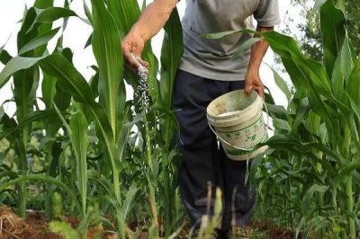 洪雨9号玉米品种的特性,中抗禾谷镰孢穗腐病