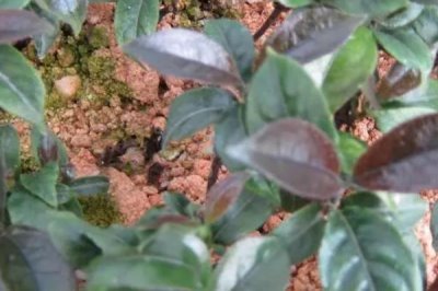 巴戟天栽培技术,选择有一定肥力的砂壤土