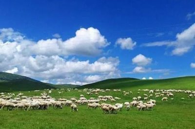 给羊驱虫的方法,主要在春天和秋天进行